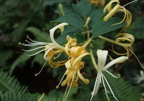 鲜金银花怎么处理才能喝 金银花对男性性功能