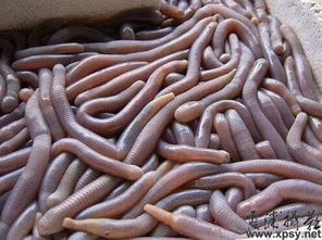 鱿鱼是海鲜吗是发物吗 吃鱿鱼伤口会发炎吗