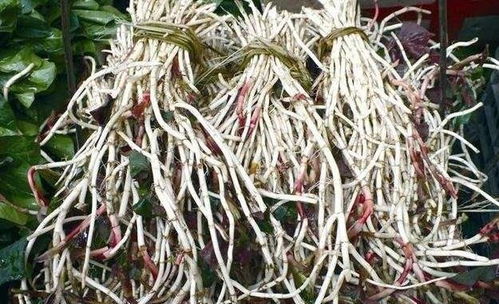 鱼腥草四种人碰不得 鱼腥草伤肝还是护肝