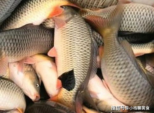 鲢鱼为什么没人吃 为什么不建议吃白鲢