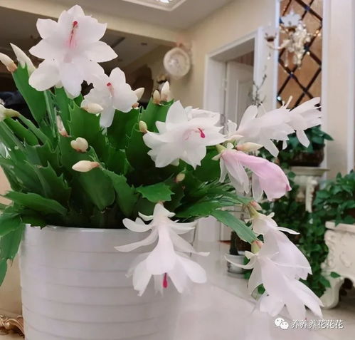 鲜花永久保存 标本 如何永久保存真花