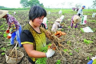 鲜白芷亩产多少公斤 今年鲜白芷多少钱一斤