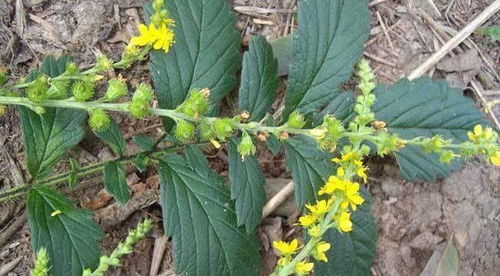 鱼腥草作用与功效 鱼腥草对男性性功能有影响吗