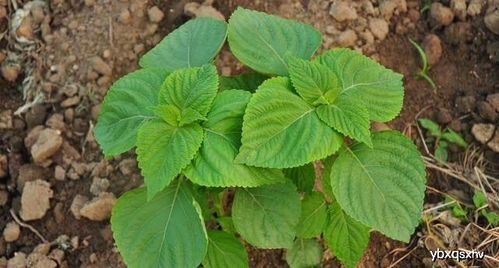 鲜紫苏叶的最佳吃法 紫苏5种最好吃的做法