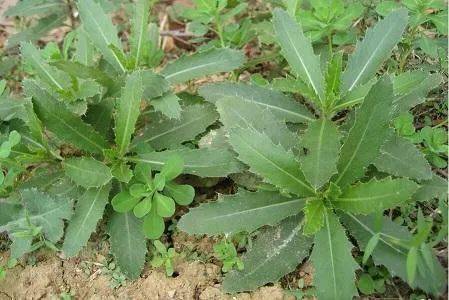 鱼腥草根的功效与作用 鱼腥草对男性性功能有影响吗