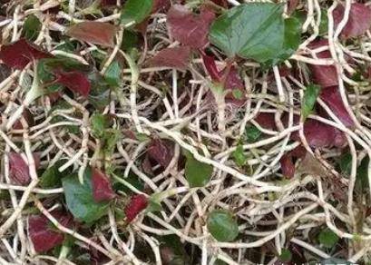 鱼腥草几月份挖出的根最好 鱼腥草采摘的最佳时间