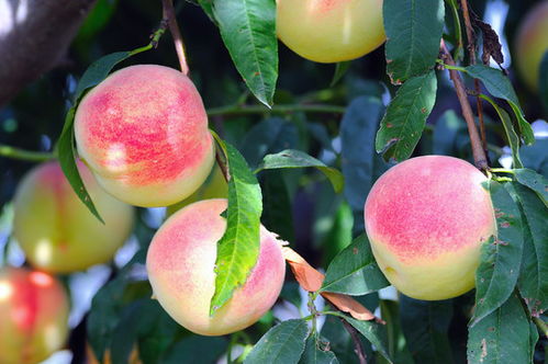 鲜桃如何做成冷冻桃子 冻桃子是生冻还是熟冻