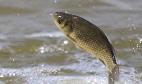 鲤鱼多大能繁殖产卵 池塘鲤鱼能自然繁殖吗