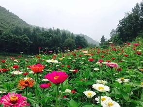 鲁冰花是唱给死人的吗 鲁冰花恐怖真相
