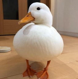 鸭子吃什么必死 小鸭子认主人吗