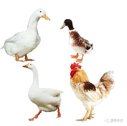 鸡鸭鹅谁最聪明 鸡鸭鹅谁的寿命长