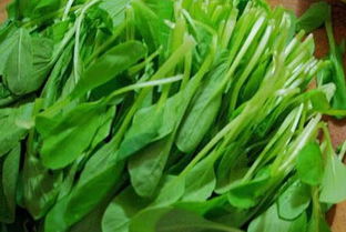 鸡毛菜跟小白菜的区别 鸡毛菜北方叫什么