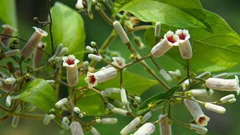 鸡屎藤的中药别名 鸡屎藤别名鸡血藤