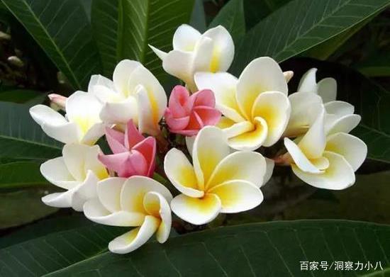 鸡蛋花吉祥寓意 家里养鸡蛋花吉不吉利