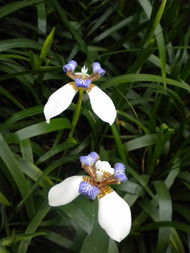 鸢尾花的古代雅称 用鸢尾花取名字