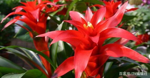 鸿运当头的意思和含义 鸿运当头适合什么人