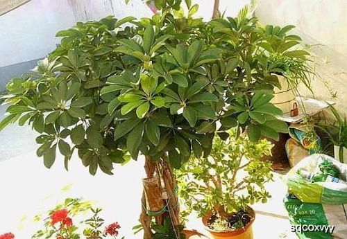 鸭掌木几月份打顶好 鸭掌木8月份可以修剪吗