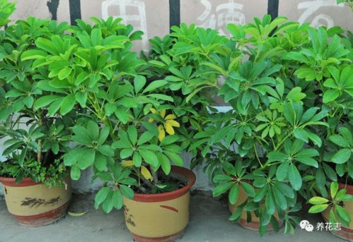 鸭脚木水培最快生根法 鸭掌木用水能泡出根来吗