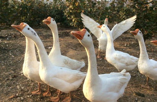 鹅正常几天下一个蛋 母鹅吃什么爱下蛋