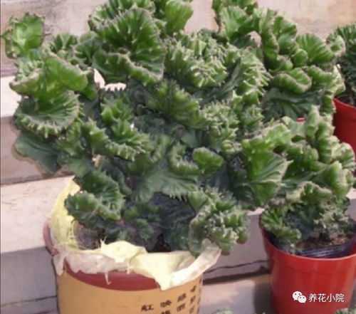 麒麟掌和玉麒麟区别 麒麟掌是促癌植物