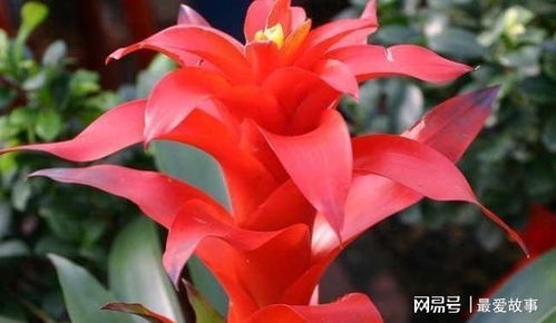 鸿运当头如何养殖 鸿运当头十大禁忌