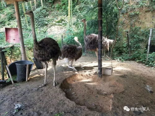 鸵鸟可以踢死人吗 鸵鸟养大了会攻击人吗