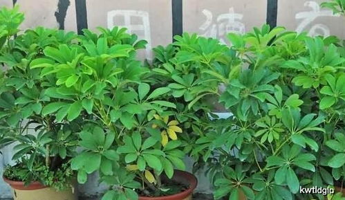 鸭掌木一般几株一盆旺财 鸭掌木三颗一起养