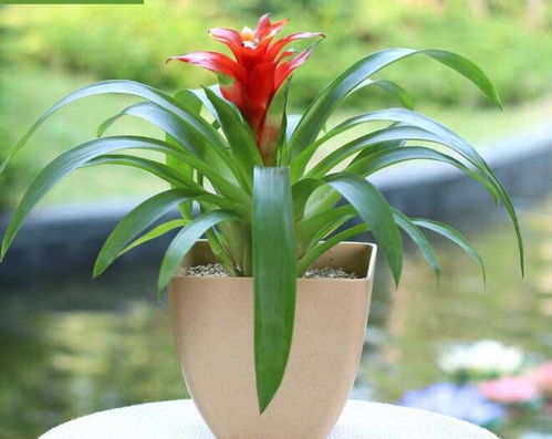 鸿运当头花枯萎了咋办 鸿运当头上面叶子枯了怎么办