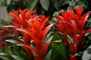 鸿运当头最佳诗句 和鸿运当头匹配的句子