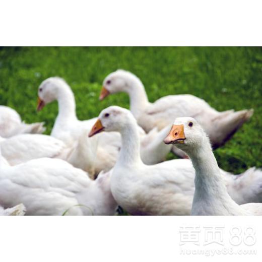 鹅要喂什么才经常下蛋 鹅为什么要养三年