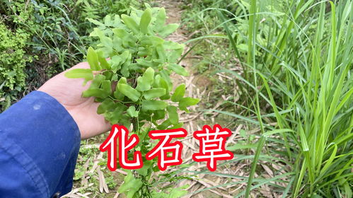 鹿仙草的功效和作用 鹿仙草粉能壮阳延时吗