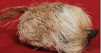 麝香中毒的症状 什么可以解麝香的毒