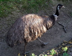 鸸鹋是鸵鸟吗 鸸鹋为什么被称为害鸟
