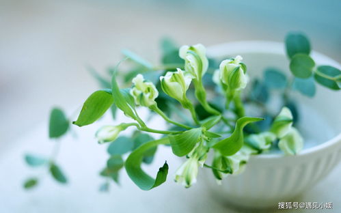 麦穗风水摆放的禁忌 麦穗和什么放一起招财