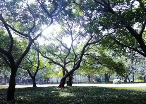 黄桷树为什么是重庆市树 黄桷树正确读音