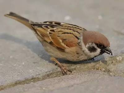 麻雀掉地上为什么不能捡 麻雀幼崽掉下来要管吗