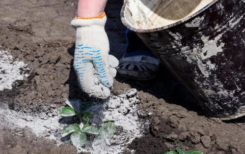 黄瓜用草木灰好吗 黄瓜怎么使用草木灰
