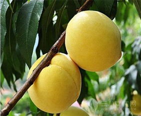 黄桃是上火还是降火 一天一个黄桃上火吗