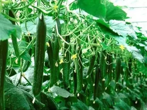 黄瓜最忌什么肥料 叶片发黄是缺什么肥料