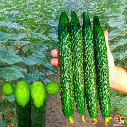 黄瓜最好的品种排名 最出名的黄瓜品牌
