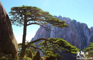 黄山送客松二十年前就死了 真正的迎客松死了没有