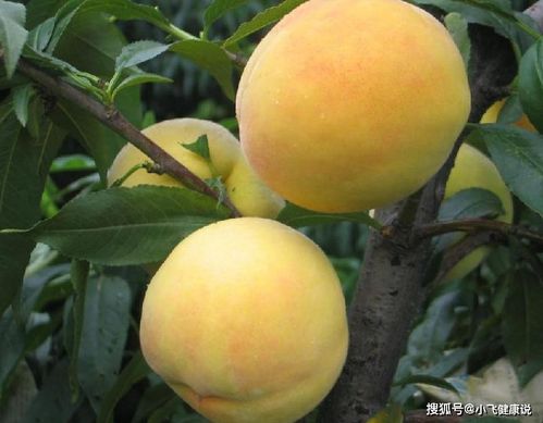 黄桃形容人是什么意思 女人送男人黄桃什么意思