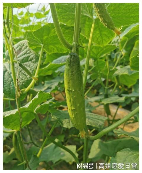 黄瓜属于蔬菜类吗 黄瓜可以代替青菜吗
