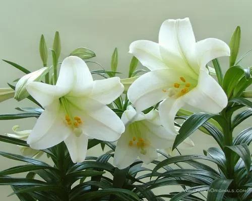 黄百合花语发朋友圈 百合花文案高级