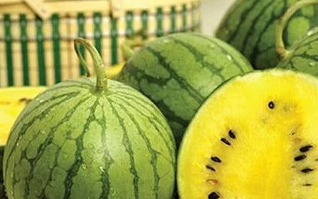 黄心西瓜叫什么品种 黄西瓜是天然的吗