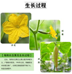黄瓜生长过程观察记录 黄瓜苗观察日记100字