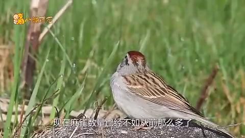 麻雀是国家二级保护动物吗 一位女子吃国家一级保护动物
