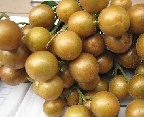 黄皮果对肝脏有好处吗 湿气重可以吃黄皮果吗