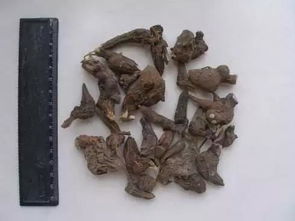 黄芩对肾毒性大 黄芩一次用量多少克中毒