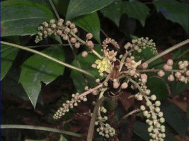 黄芩的功能主治 黄芩片泡水喝的功效
